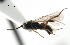  ( - CNCH1610)  @12 [ ] CreativeCommons - Attribution (2009) Unspecified Centre for Biodiversity Genomics