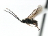  ( - CNCH1611)  @12 [ ] CreativeCommons - Attribution (2009) Unspecified Centre for Biodiversity Genomics