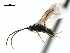  ( - CNCH1616)  @13 [ ] CreativeCommons - Attribution (2009) Unspecified Centre for Biodiversity Genomics