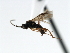  ( - CNCH1626)  @12 [ ] CreativeCommons - Attribution (2009) Unspecified Centre for Biodiversity Genomics