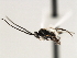  (Dolichogenidea sp - CNCH1839)  @14 [ ] CreativeCommons - Attribution (2009) Unspecified Centre for Biodiversity Genomics