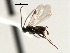  (Dolichogenidea myron - CNCH1852)  @13 [ ] CreativeCommons - Attribution (2009) Unspecified Centre for Biodiversity Genomics