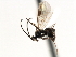  ( - CNCH1869)  @13 [ ] CreativeCommons - Attribution (2009) Unspecified Centre for Biodiversity Genomics