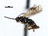  ( - CNCH1896)  @13 [ ] CreativeCommons - Attribution (2009) Unspecified Centre for Biodiversity Genomics