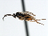  ( - CNCH1909)  @13 [ ] CreativeCommons - Attribution (2009) Unspecified Centre for Biodiversity Genomics