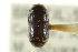  ( - CNC COLEO 00138084)  @11 [ ] CreativeCommons - Attribution (2012) CNC/CBG Photography Group Centre for Biodiversity Genomics