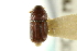  (Loganius euphorbiae - CNC COLEO 00138089)  @11 [ ] CreativeCommons - Attribution (2012) CNC/CBG Photography Group Centre for Biodiversity Genomics