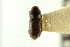  (Loganius evidens - CNC COLEO 00138090)  @11 [ ] CreativeCommons - Attribution (2012) CNC/CBG Photography Group Centre for Biodiversity Genomics