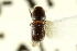  ( - CNC COLEO 00138091)  @11 [ ] CreativeCommons - Attribution (2012) CNC/CBG Photography Group Centre for Biodiversity Genomics