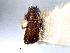  (Loganius liratus - CNC COLEO 00138099)  @11 [ ] CreativeCommons - Attribution (2012) CNC/CBG Photography Group Centre for Biodiversity Genomics