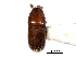  (Loganius - CNC COLEO 00138104)  @11 [ ] CreativeCommons - Attribution (2012) CNC/CBG Photography Group Centre for Biodiversity Genomics