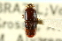  ( - CNC COLEO 00138115)  @11 [ ] CreativeCommons - Attribution (2012) CNC/CBG Photography Group Centre for Biodiversity Genomics