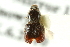  (Scolytus piceae - CNC COLEO 00138132)  @14 [ ] CreativeCommons - Attribution (2012) CNC/CBG Photography Group Centre for Biodiversity Genomics