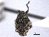  ( - CNC COLEOPT 04-5004)  @11 [ ] CreativeCommons - Attribution (2012) CNC/CBG Photography Group Centre for Biodiversity Genomics