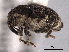  (Nedyus - CNC COLEOPT 04-5763)  @14 [ ] CreativeCommons - Attribution (2012) CNC/CBG Photography Group Centre for Biodiversity Genomics