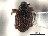  ( - CNC COLEOPT 04-6182)  @11 [ ] CreativeCommons - Attribution (2012) CNC/CBG Photography Group Centre for Biodiversity Genomics