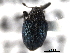  ( - CNC COLEOPT 04-7310)  @13 [ ] CreativeCommons - Attribution (2012) CNC/CBG Photography Group Centre for Biodiversity Genomics