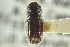  (Ips borealis swainei - CNC COLEO 00101381)  @11 [ ] CreativeCommons - Attribution (2012) CNC/CBG Photography Group Centre for Biodiversity Genomics