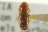  ( - CNC COLEO 00101390)  @11 [ ] CreativeCommons - Attribution (2012) CNC/CBG Photography Group Centre for Biodiversity Genomics