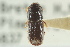  (Ips borealis thomasi - CNC COLEO 00102448)  @12 [ ] CreativeCommons - Attribution (2012) CNC/CBG Photography Group Centre for Biodiversity Genomics