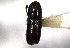  ( - CNC COLEO 00103231)  @11 [ ] CreativeCommons - Attribution (2012) CNC/CBG Photography Group Centre for Biodiversity Genomics