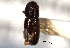  ( - CNC COLEO 00103232)  @11 [ ] CreativeCommons - Attribution (2012) CNC/CBG Photography Group Centre for Biodiversity Genomics