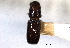  ( - CNC COLEO 00103233)  @11 [ ] CreativeCommons - Attribution (2012) CNC/CBG Photography Group Centre for Biodiversity Genomics