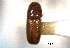  ( - CNC COLEO 00103235)  @11 [ ] CreativeCommons - Attribution (2012) CNC/CBG Photography Group Centre for Biodiversity Genomics
