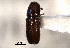  ( - CNC COLEO 00103251)  @11 [ ] CreativeCommons - Attribution (2012) CNC/CBG Photography Group Centre for Biodiversity Genomics