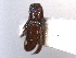  (Pityophthorus concavus - CNC COLEO 00103331)  @11 [ ] CreativeCommons - Attribution (2012) CNC/CBG Photography Group Centre for Biodiversity Genomics