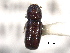  ( - CNC COLEO 00103407)  @11 [ ] CreativeCommons - Attribution (2012) CNC/CBG Photography Group Centre for Biodiversity Genomics