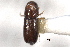  ( - CNC COLEO 00103415)  @11 [ ] CreativeCommons - Attribution (2012) CNC/CBG Photography Group Centre for Biodiversity Genomics