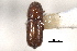  ( - CNC COLEO 00103416)  @11 [ ] CreativeCommons - Attribution (2012) CNC/CBG Photography Group Centre for Biodiversity Genomics