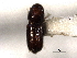  ( - CNC COLEO 00103430)  @11 [ ] CreativeCommons - Attribution (2012) CNC/CBG Photography Group Centre for Biodiversity Genomics