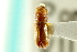  ( - CNC COLEO 00103540)  @11 [ ] CreativeCommons - Attribution (2012) CNC/CBG Photography Group Centre for Biodiversity Genomics