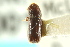  ( - CNC COLEO 00103594)  @11 [ ] CreativeCommons - Attribution (2012) CNC/CBG Photography Group Centre for Biodiversity Genomics