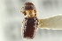  ( - CNC COLEO 00103608)  @11 [ ] CreativeCommons - Attribution (2012) CNC/CBG Photography Group Centre for Biodiversity Genomics