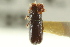  (Pityophthorus nitidus - CNC COLEO 00103654)  @11 [ ] CreativeCommons - Attribution (2012) CNC/CBG Photography Group Centre for Biodiversity Genomics