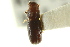  ( - CNC COLEO 00103658)  @11 [ ] CreativeCommons - Attribution (2012) CNC/CBG Photography Group Centre for Biodiversity Genomics