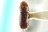  (Pityophthorus opaculus - CNC COLEO 00103701)  @13 [ ] CreativeCommons - Attribution (2012) CNC/CBG Photography Group Centre for Biodiversity Genomics