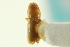  ( - CNC COLEO 00103844)  @12 [ ] CreativeCommons - Attribution (2012) CNC/CBG Photography Group Centre for Biodiversity Genomics