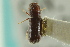  ( - CNC COLEO 00103846)  @11 [ ] CreativeCommons - Attribution (2012) CNC/CBG Photography Group Centre for Biodiversity Genomics