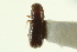  ( - CNC COLEO 00103847)  @13 [ ] CreativeCommons - Attribution (2012) CNC/CBG Photography Group Centre for Biodiversity Genomics