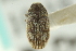  ( - CNC COLEO 00104340)  @11 [ ] CreativeCommons - Attribution (2012) CNC/CBG Photography Group Centre for Biodiversity Genomics