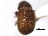  ( - CNC COLEO 00104705)  @12 [ ] CreativeCommons - Attribution (2012) CNC/CBG Photography Group Centre for Biodiversity Genomics