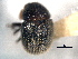  ( - CNC COLEO 00104827)  @11 [ ] CreativeCommons - Attribution (2012) CNC/CBG Photography Group Centre for Biodiversity Genomics