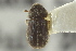  (Chaetophloeus heterodoxus - CNC COLEO 00104860)  @12 [ ] CreativeCommons - Attribution (2012) CNC/CBG Photography Group Centre for Biodiversity Genomics