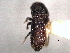  ( - CNC COLEO 00105132)  @11 [ ] CreativeCommons - Attribution (2012) CNC/CBG Photography Group Centre for Biodiversity Genomics