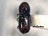  (Pityogenes plagiatus - CNC COLEO 00105222)  @11 [ ] CreativeCommons - Attribution (2012) CBG Photography Group Centre for Biodiversity Genomics