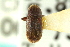 ( - CNC COLEO 00138165)  @11 [ ] CreativeCommons - Attribution (2012) CNC/CBG Photography Group Centre for Biodiversity Genomics